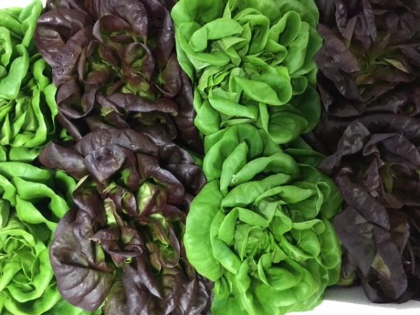 MIXED LETTUCE