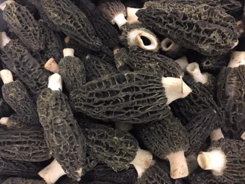 morels import