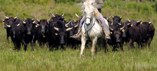 taureaux de Camargue avec cheval